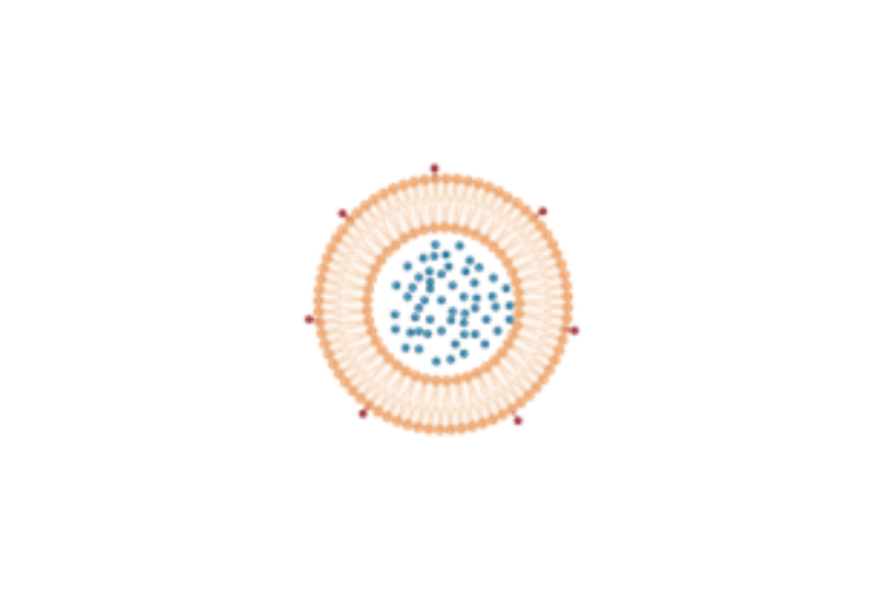 Lipid nanoparticle illustration.