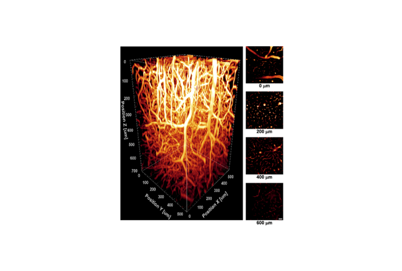 Multi-photon microscope 3D imaging and depth slices.