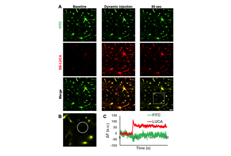 Multi-photon microscope fluorescence panels after dynamic injection.