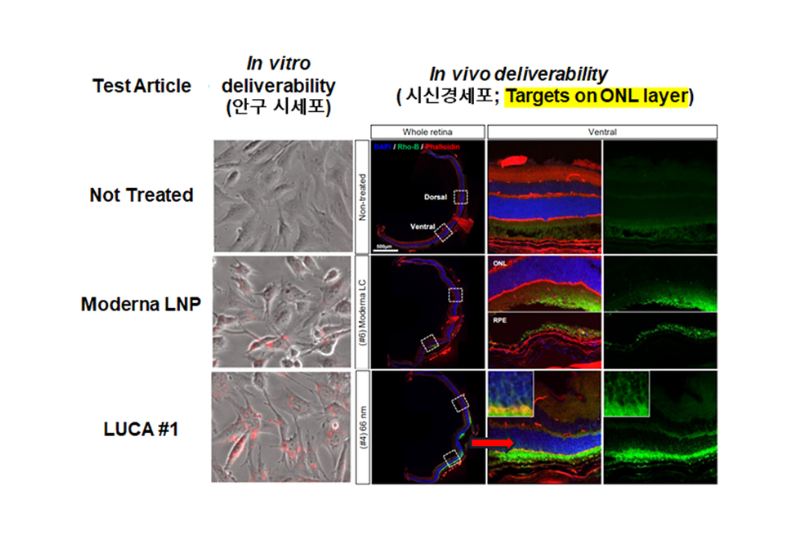 In vitro and in vivo deliverability panels showing LUCA LNP delivery to optic nerve cells.