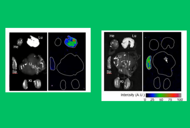 Ex vivo imaging panel for lung-targeting LNP biodistribution.