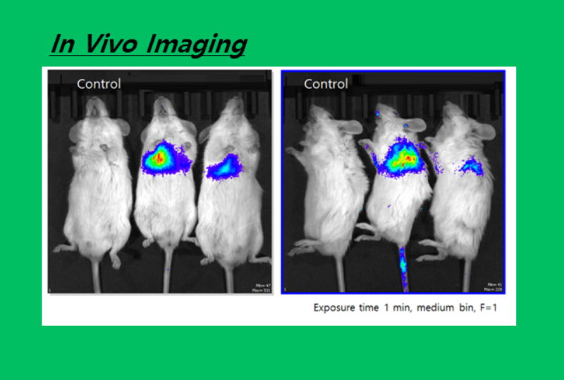 In vivo imaging panels comparing control and LNP biodistribution in mice.