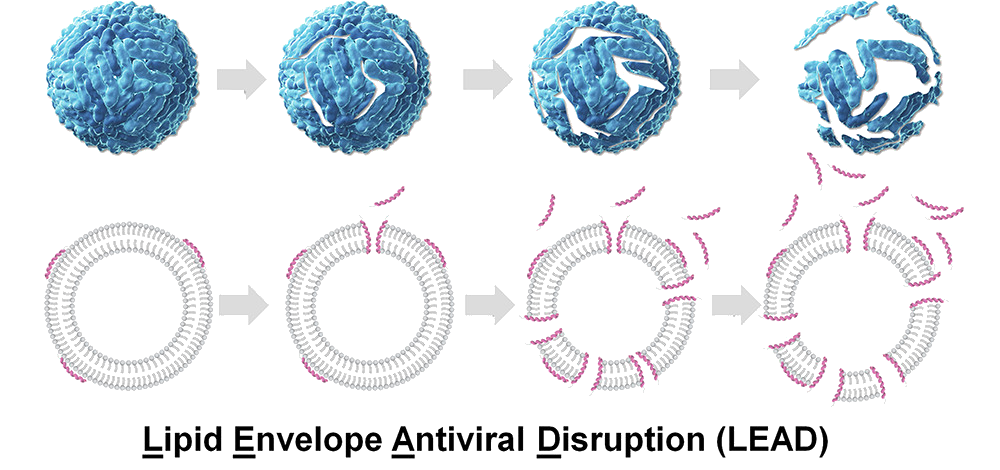 LEAD (Lipid Envelope Antiviral Disruption) mechanism illustration showing viral envelope disruption steps.