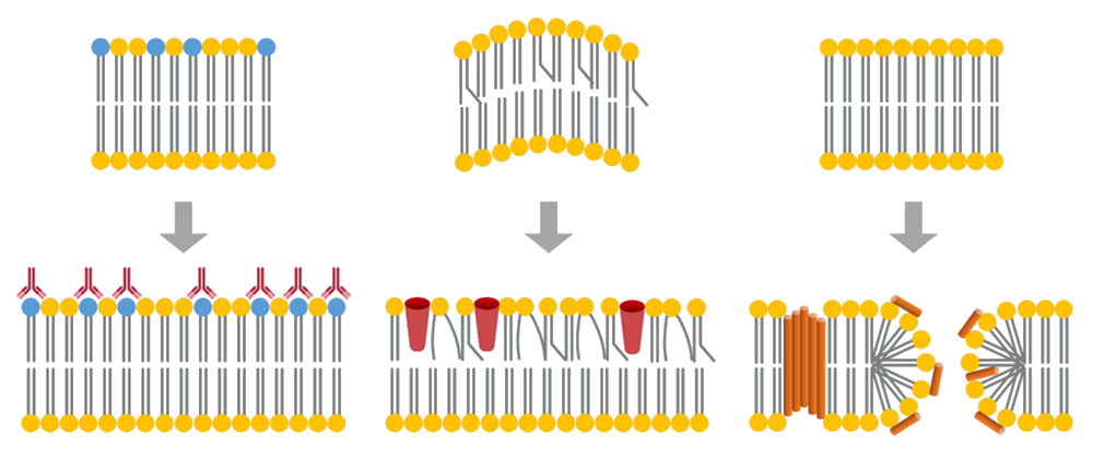 Scientific validation of the LEAD approach through biophysical, computational, and virological studies.