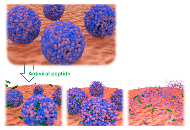 AH-D peptide activity at the viral envelope interface.